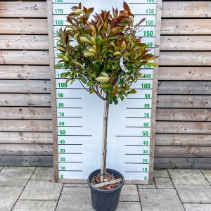 Červienka Fraserova (Photinia × fraseri) ´RED ROBIN´ - výška 140-160 cm, kont. C18L - NA KMIENKU